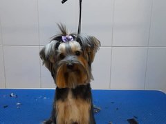 Grande Pet Salon